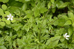 Eriocapitella rivularis