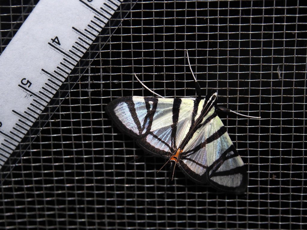 Conchylodes nolkenialis