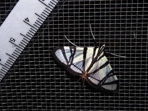 Conchylodes nolkenialis