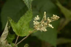 Filipendula vestita