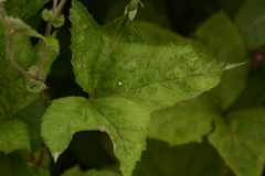 Filipendula vestita