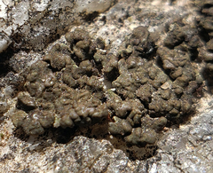 Endocarpon pulvinatum