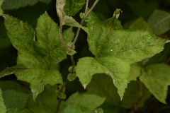 Filipendula vestita