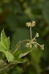 Filipendula vestita