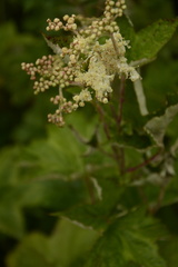 Filipendula vestita
