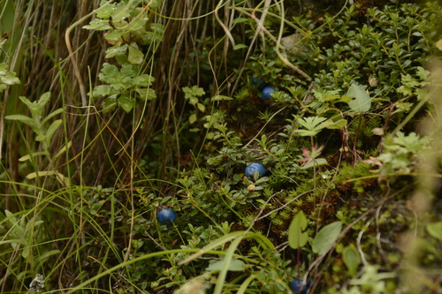 Image of Gaultheria trichophylla by (c) Siddarth Machado, some rights reserved (CC BY)