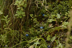 Gaultheria trichophylla