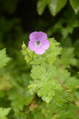 Geranium wallichianum
