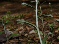 Gamochaeta argyrinea