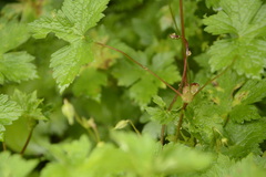 Geranium wallichianum