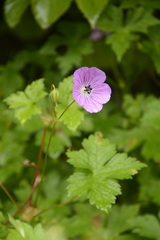 Geranium wallichianum