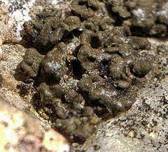 Endocarpon pulvinatum