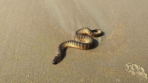Spine-bellied Sea Snake