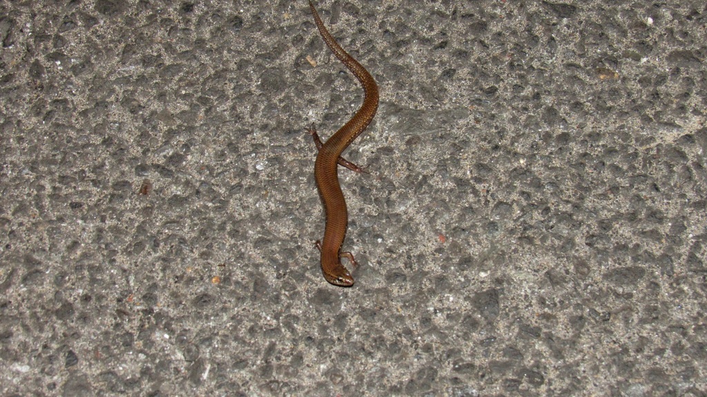 Goan Supple Skink