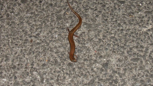Goan Supple Skink