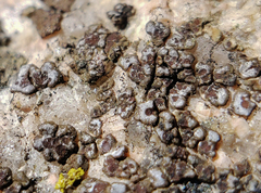 Acarospora americana