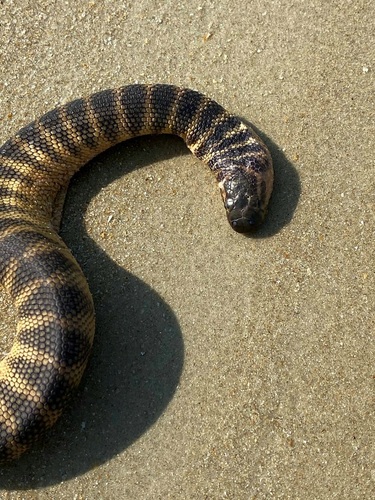 Spine-bellied Sea Snake