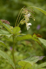 Impatiens meeboldii