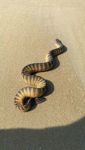 Spine-bellied Sea Snake