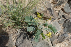 Senna italica