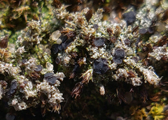 Bilimbia sabuletorum