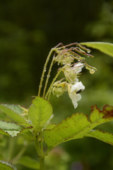 Impatiens meeboldii