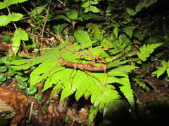Hesperophasmatini
