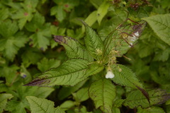 Impatiens meeboldii