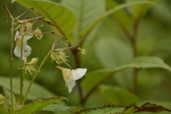 Impatiens meeboldii