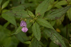 Impatiens sulcata