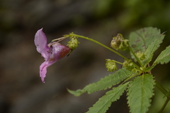 Impatiens sulcata