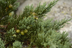 Juniperus indica