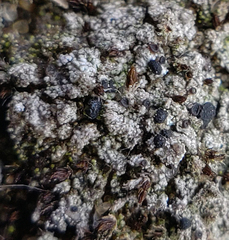 Bilimbia sabuletorum