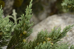 Juniperus indica