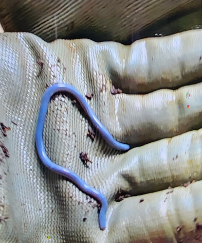 Brahminy Blindsnake sighting