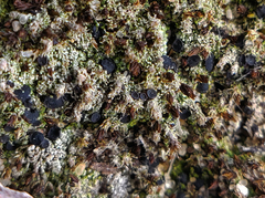 Bilimbia sabuletorum