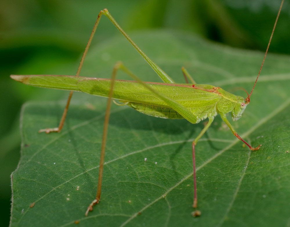 Phaneroptera gracilis