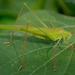 Phaneroptera gracilis - Photo (c) Russell Cumming, some rights reserved (CC BY-NC), uploaded by Russell Cumming