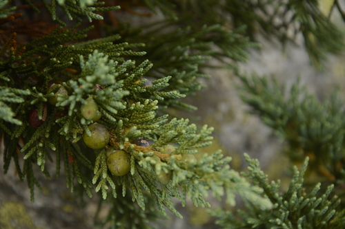 Image of Juniperus indica by (c) Siddarth Machado, some rights reserved (CC BY)