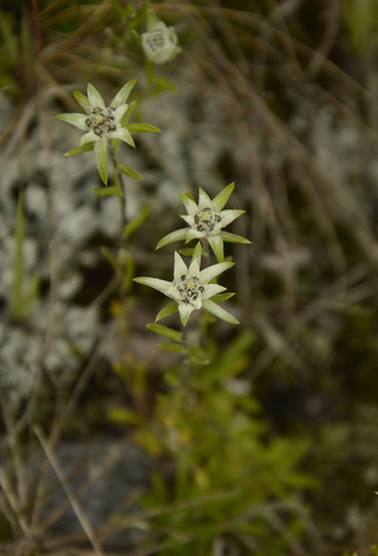 Leontopodium jacotianum, photograph 1