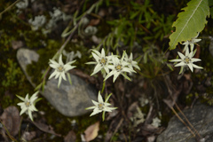 Leontopodium jacotianum