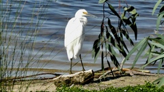 Egretta garzetta nigripes