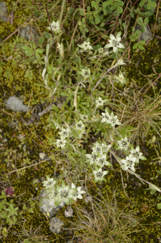 Leontopodium jacotianum, photograph 2