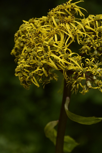 Ligularia amplexicaulis, photograph 4