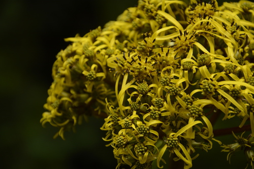Ligularia amplexicaulis, photograph 5