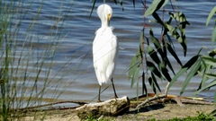 Egretta garzetta nigripes