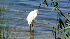 Egretta garzetta nigripes