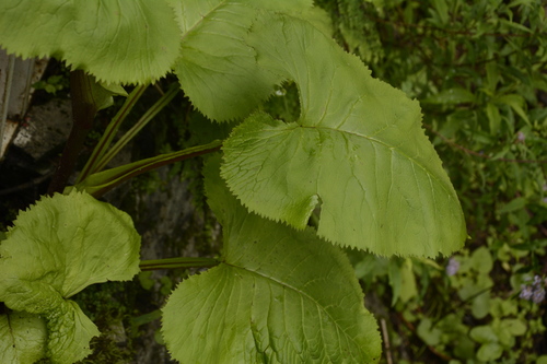 Ligularia amplexicaulis, photograph 6