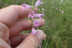 Physostegia pulchella