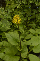 Ligularia amplexicaulis